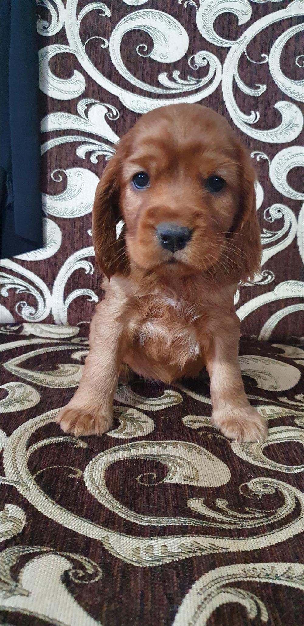 Vând pui de coker spaniel