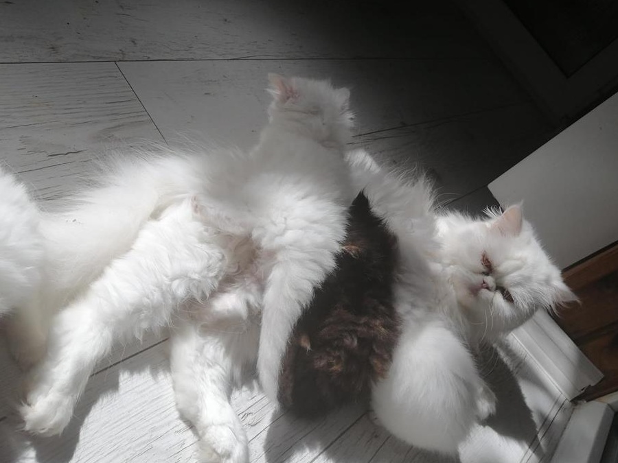Vând pui de pisică persană