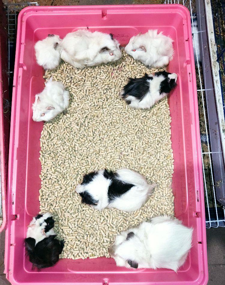 Vând Pui de Porcușori de Guineea Frumoși și Drăgălași