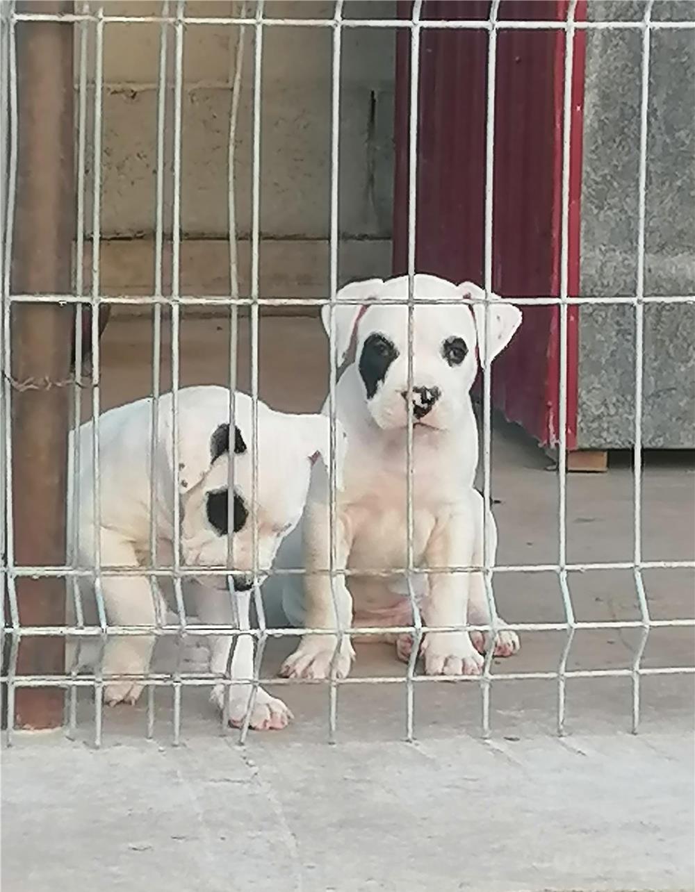 Vand pui dog argentinian