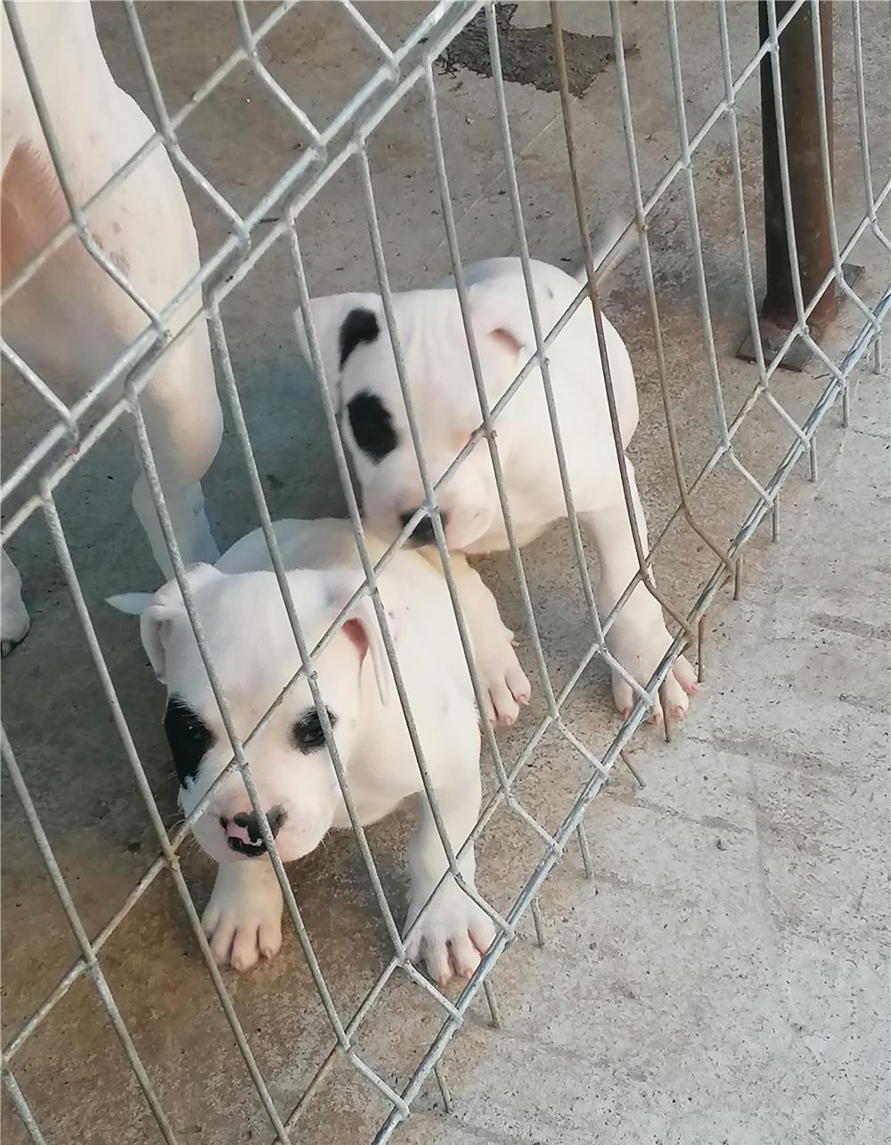 Vand pui dog argentinian