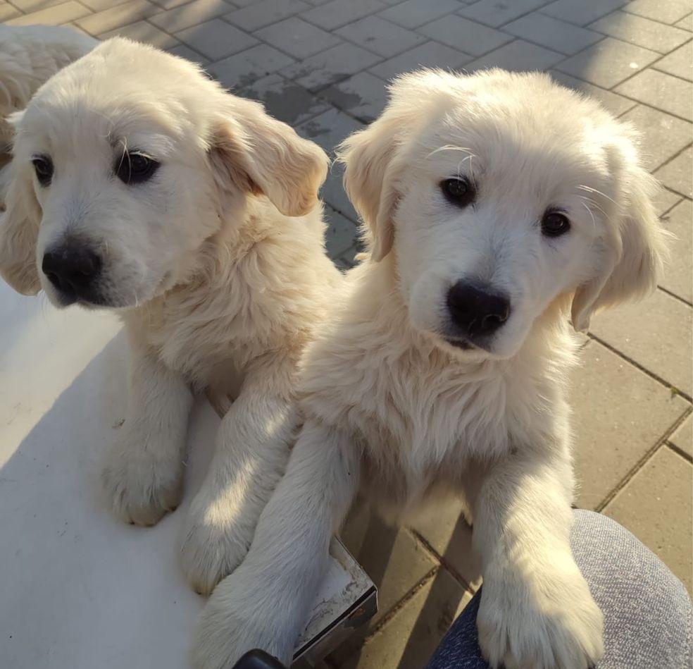 Vand pui golden retriever pedigree tip A