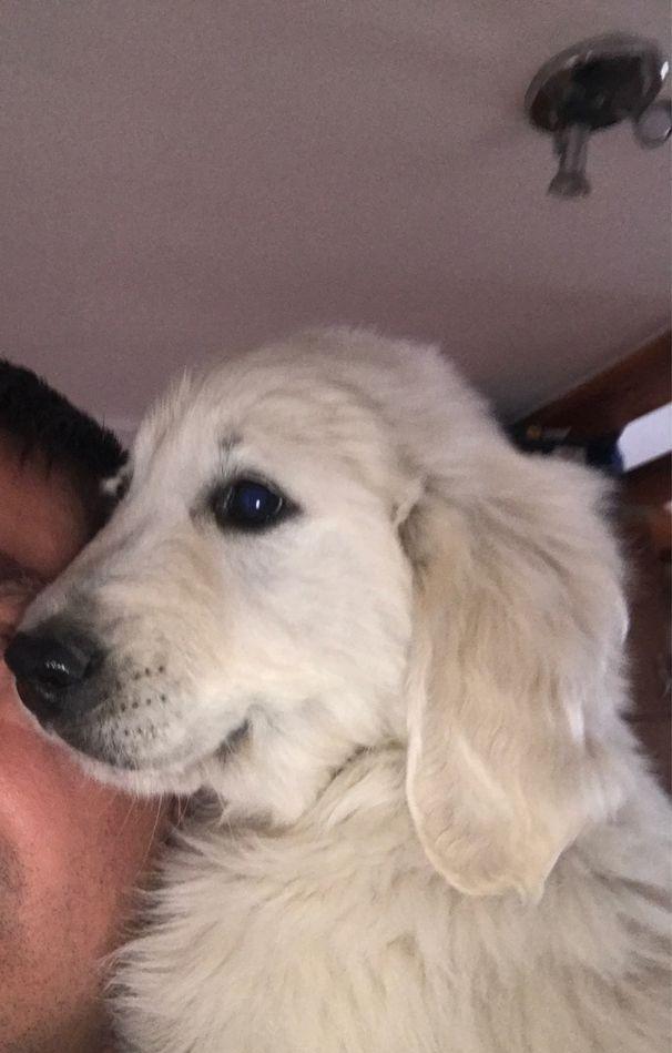 Vand pui golden retriever pedigree tip A