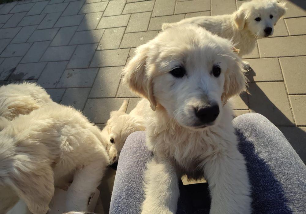 Vand pui golden retriever pedigree tip A