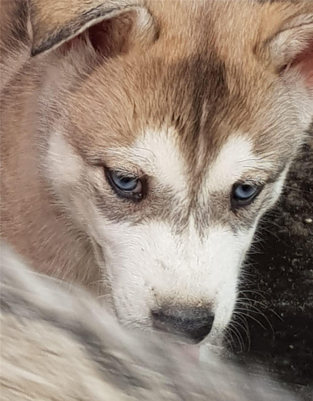 Vând pui husky