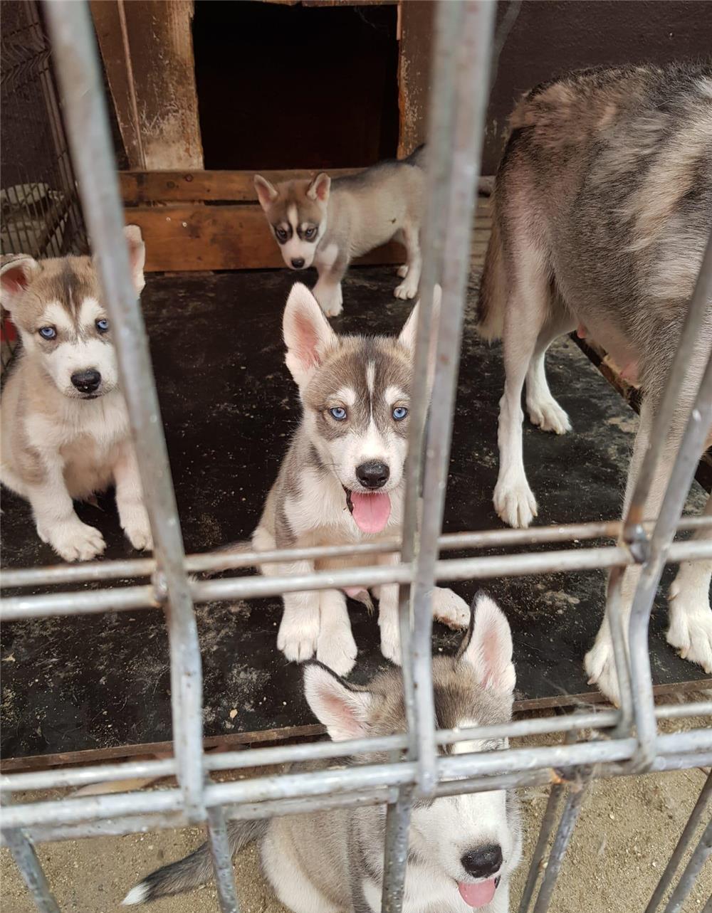 Vând pui husky