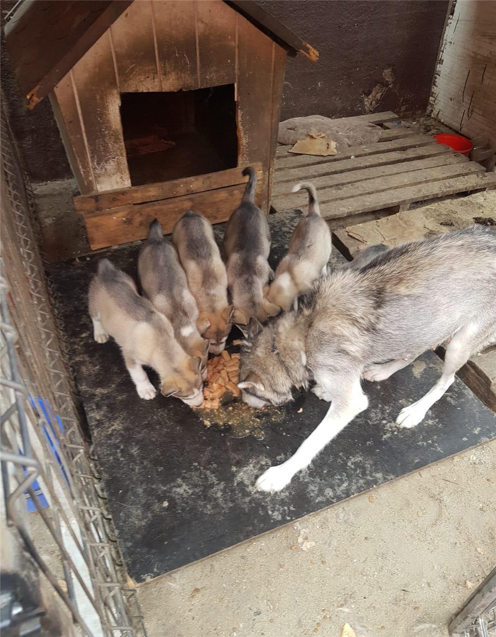 Vând pui husky