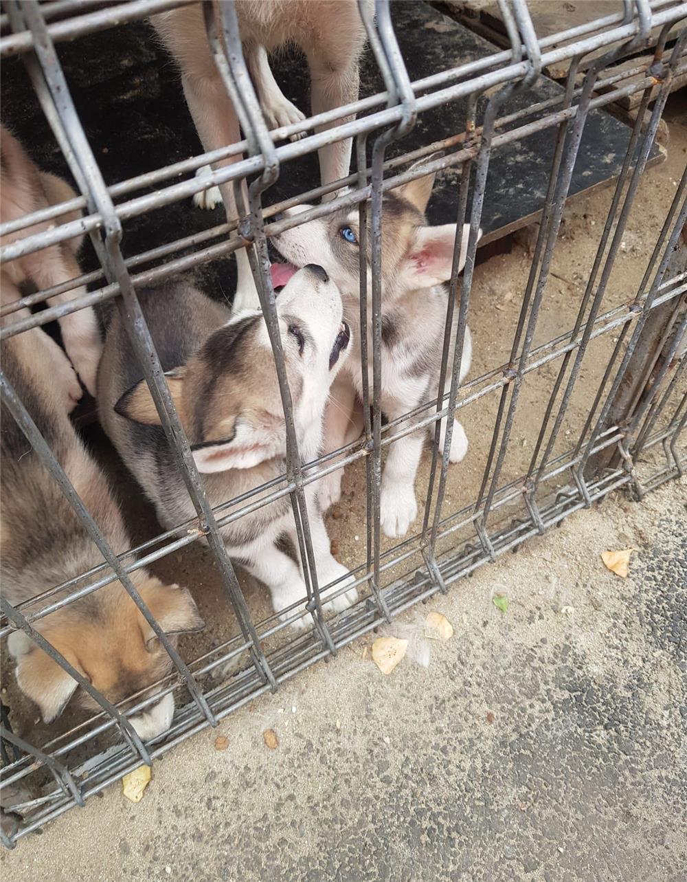 Vând pui husky