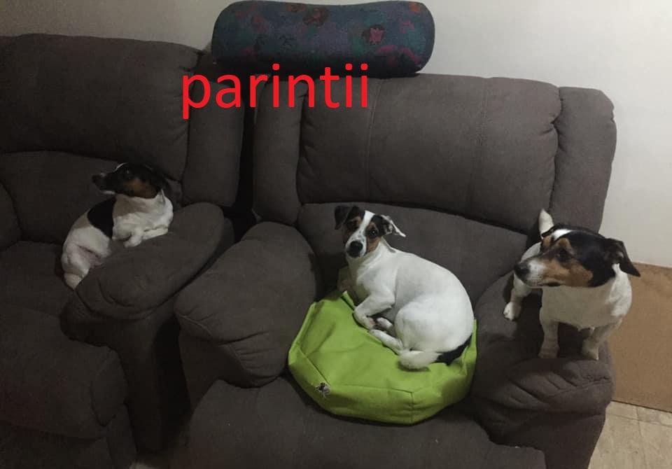 Vand pui Jack Russell terrier tricolor puri