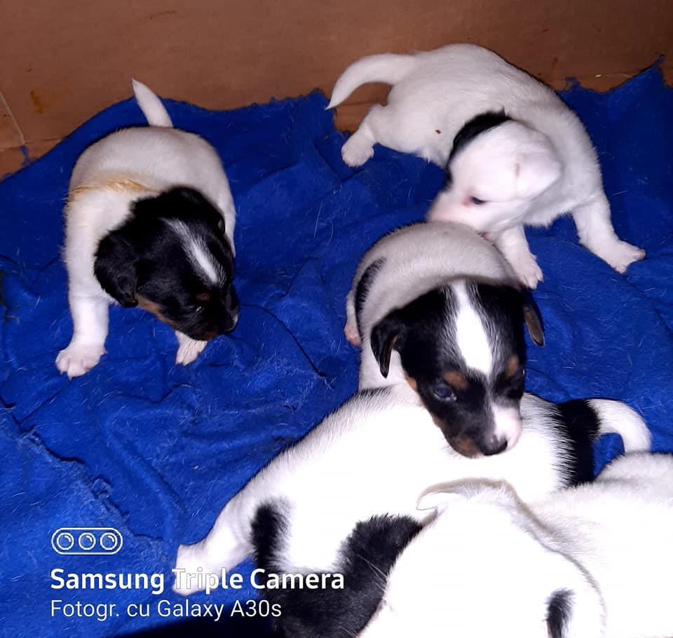 Vand pui Jack Russell terrier tricolor puri