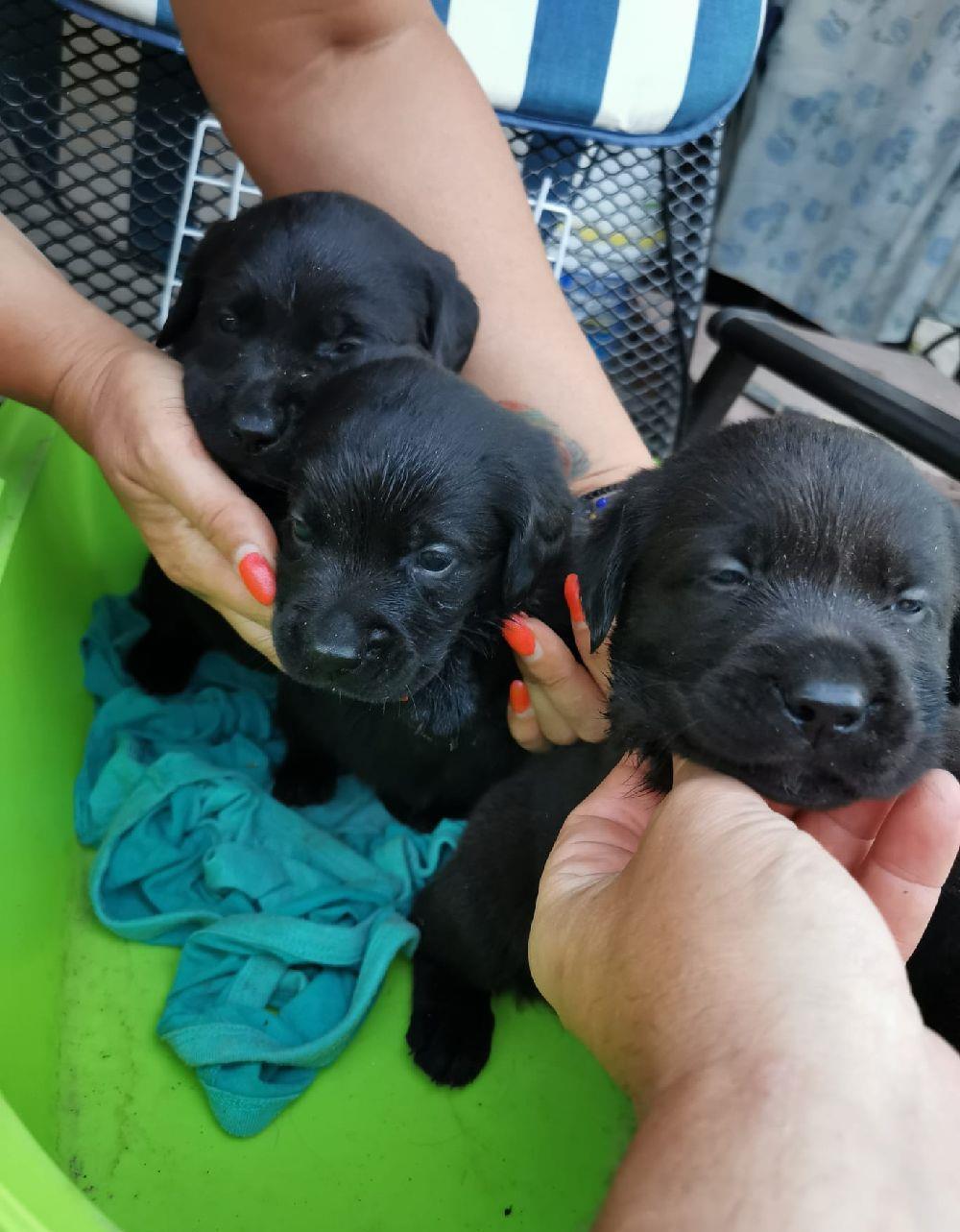 Vand pui labrador