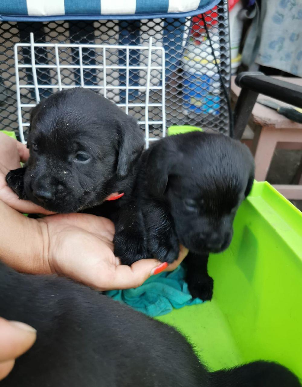 Vand pui labrador