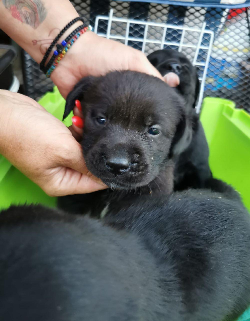 Vand pui labrador