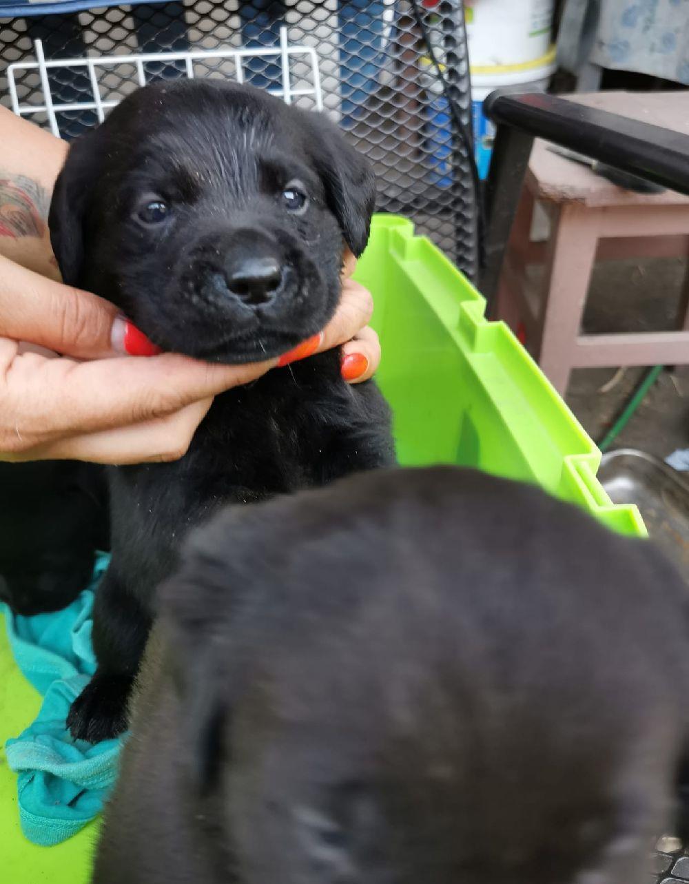 Vand pui labrador