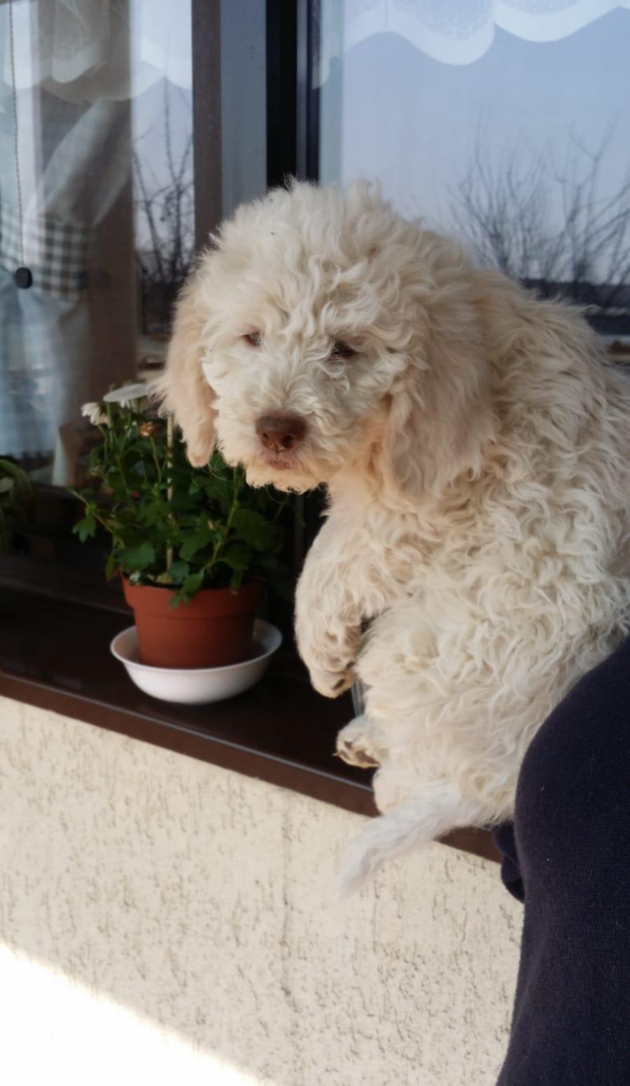 Vand Pui  Lagotto Romagnolo cu pedigree