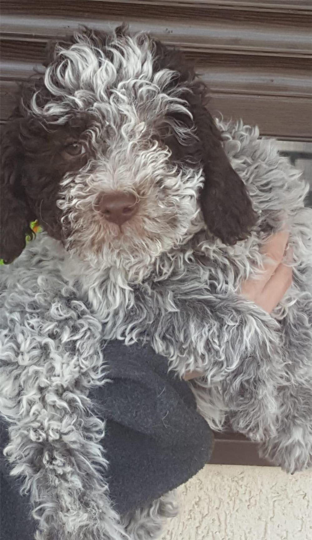 Vand Pui  Lagotto Romagnolo cu pedigree