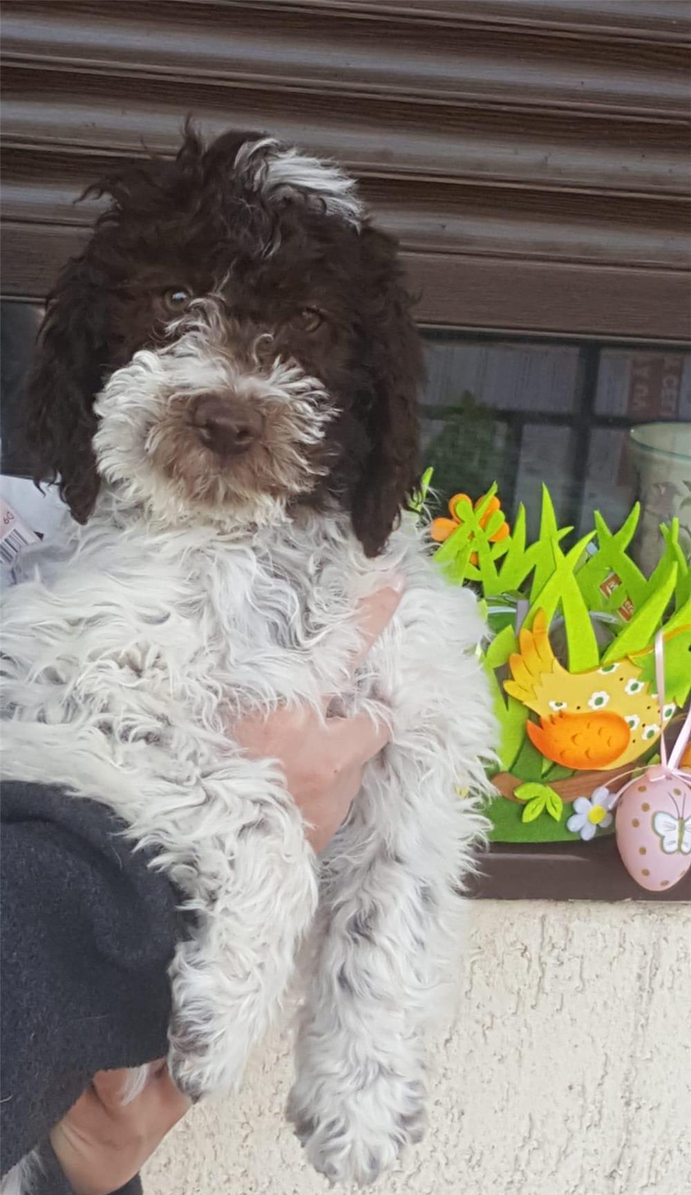 Vand Pui  Lagotto Romagnolo cu pedigree
