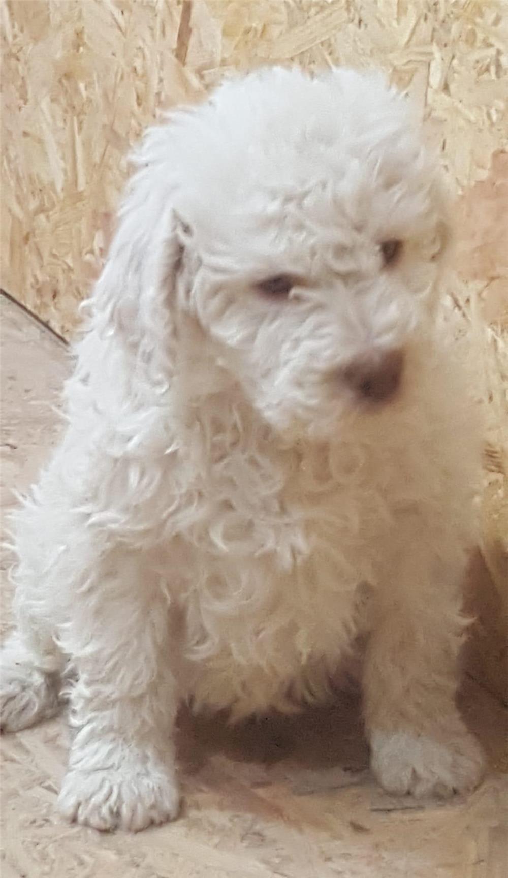 Vand Pui  Lagotto Romagnolo cu pedigree