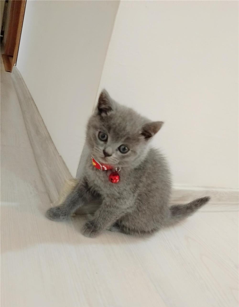 Vând pui pisica British shorthair