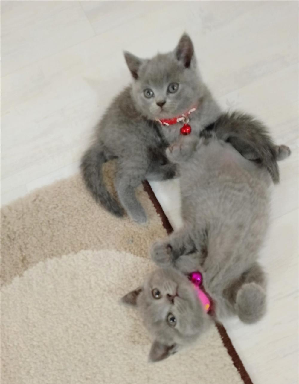 Vând pui pisica British shorthair