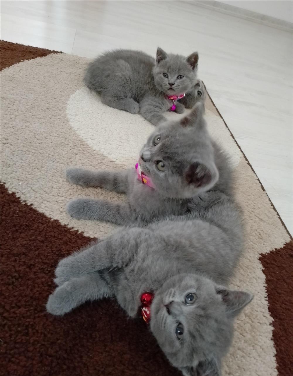 Vând pui pisica British shorthair