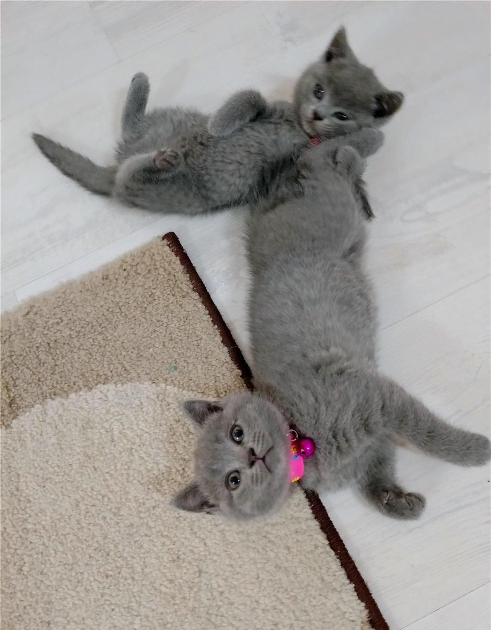 Vând pui pisica British shorthair