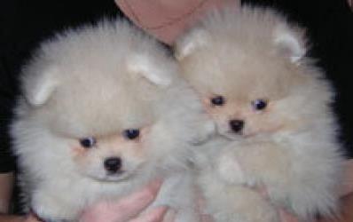 vand pui pomeranian