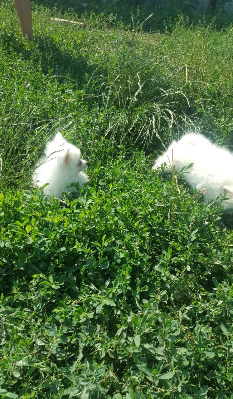 vand pui pomeranian