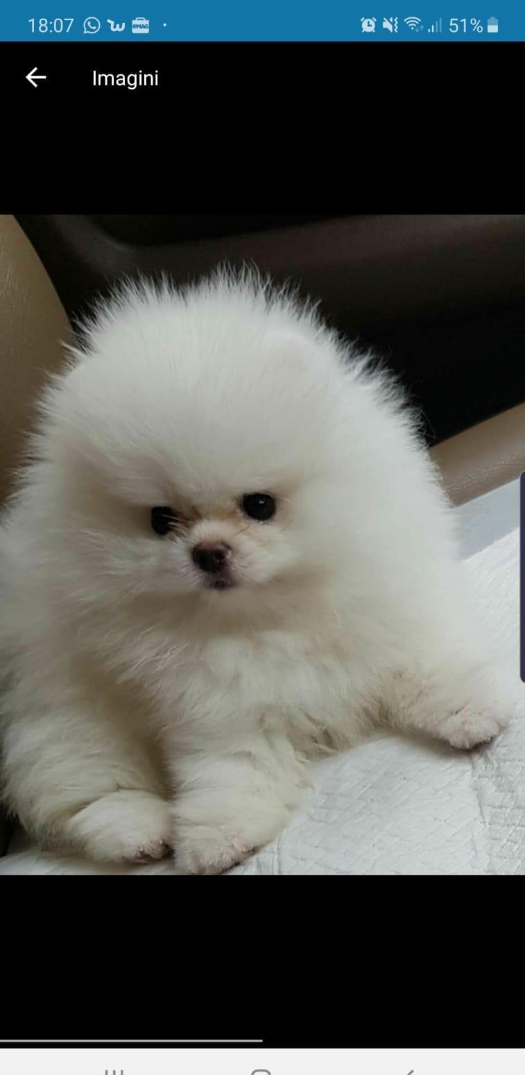 vand pui pomeranian