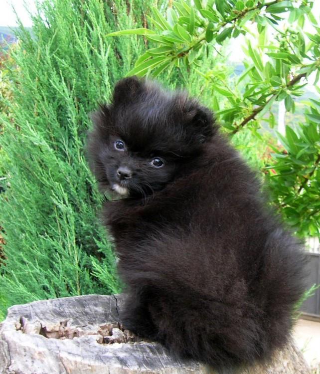 vand pui pomeranian