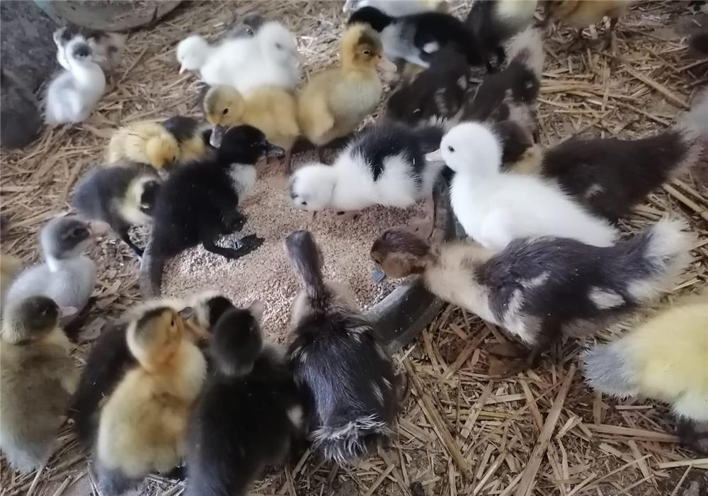 Vand pui și rate moldovenești și polare