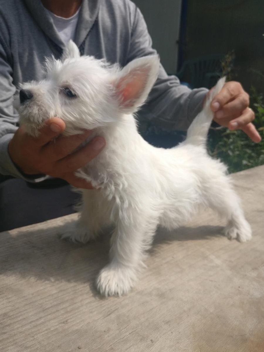vand pui westie