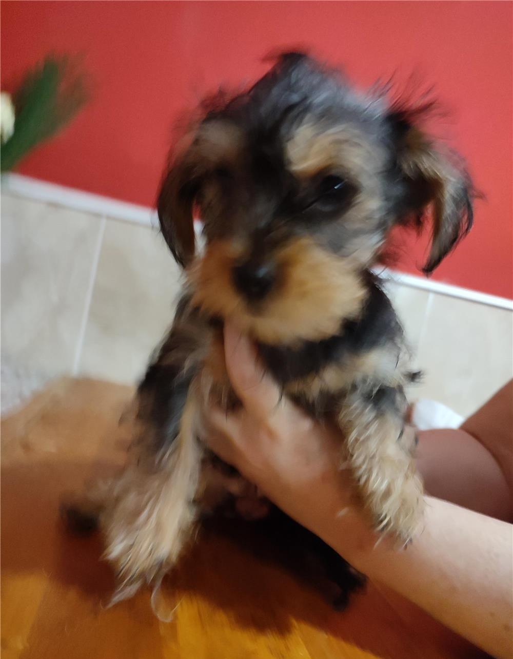 Vând pui Yorkshire mini toy