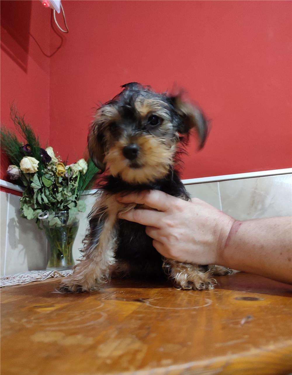 Vând pui Yorkshire mini toy