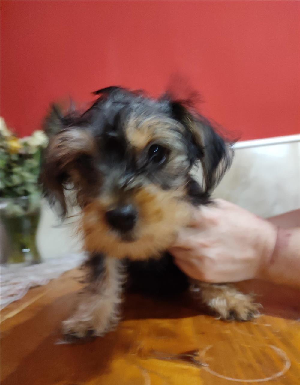 Vând pui Yorkshire mini toy