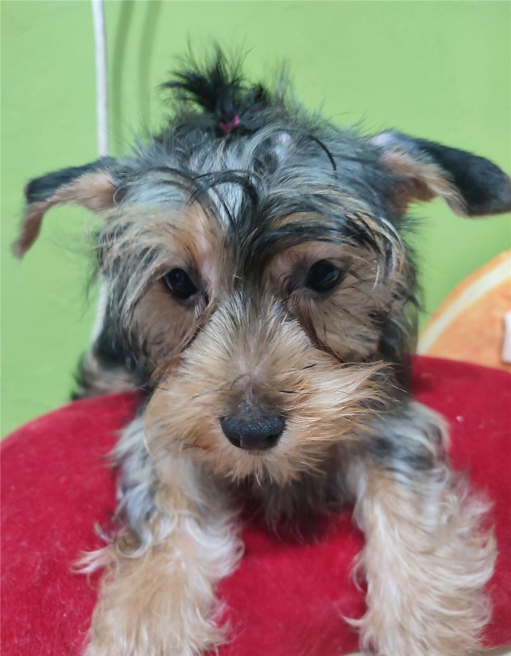 Vând pui Yorkshire terrier mini toy