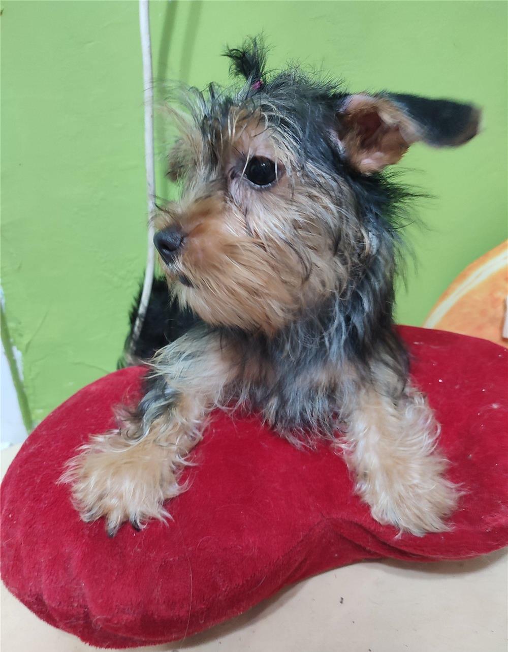 Vând pui Yorkshire terrier mini toy