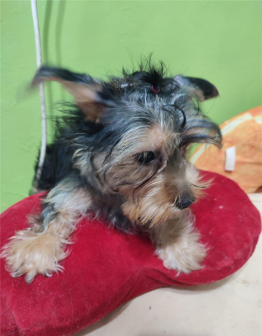 Vând pui Yorkshire terrier mini toy