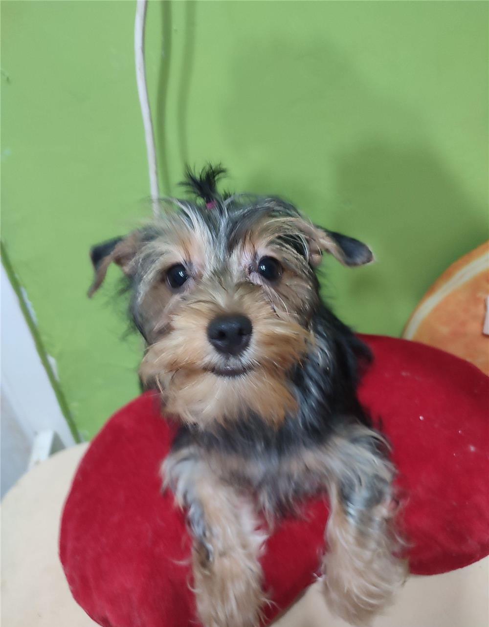 Vând pui Yorkshire terrier mini toy