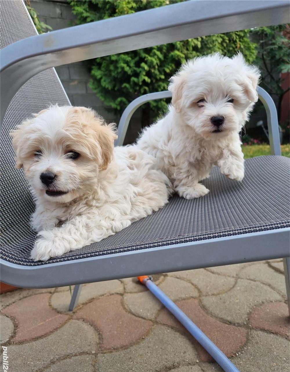 Vând puiuti de Bichon