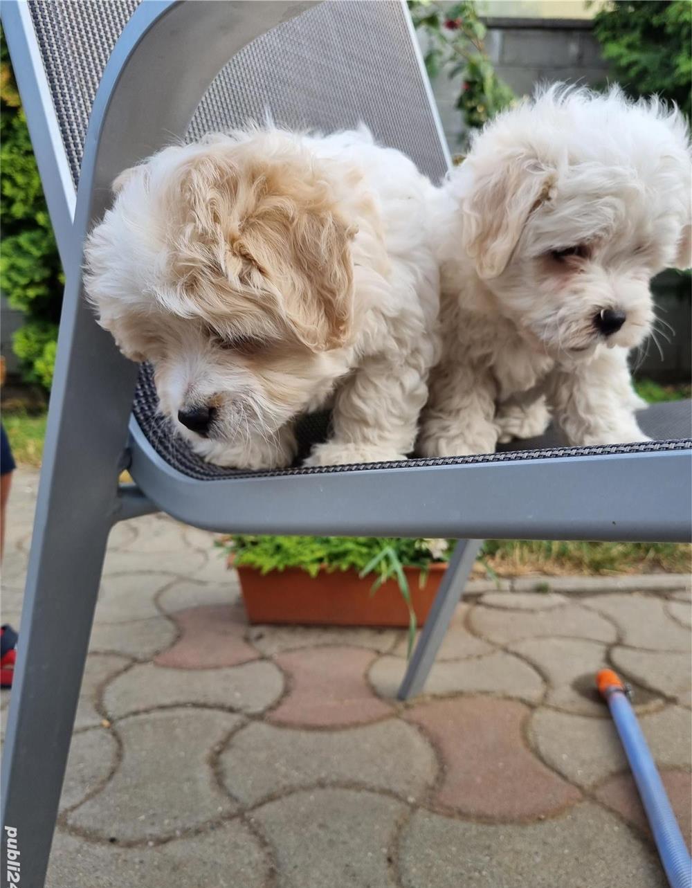 Vând puiuti de Bichon