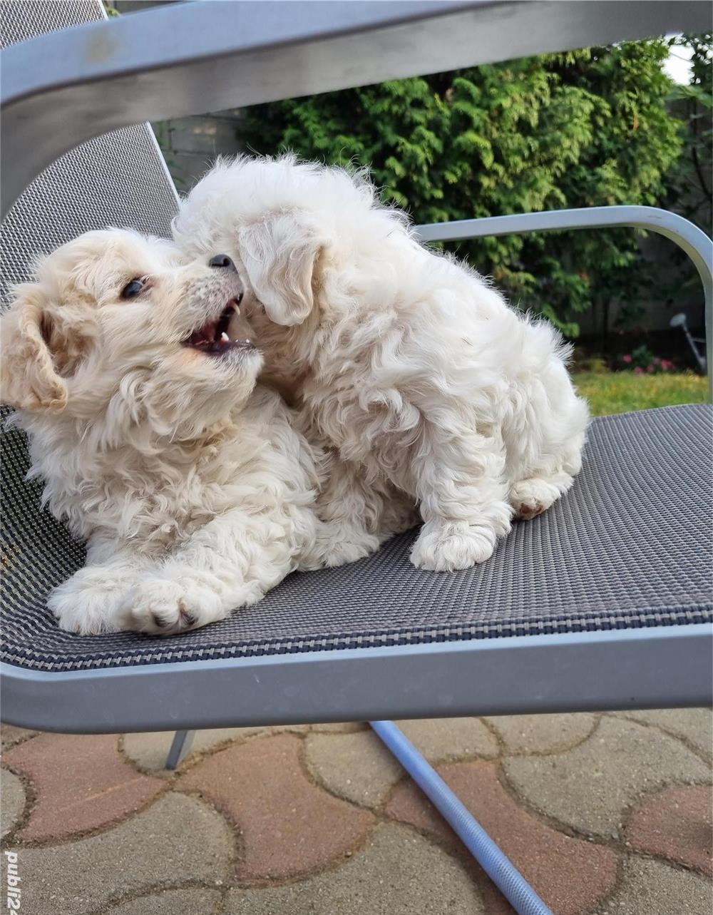 Vând puiuti de Bichon