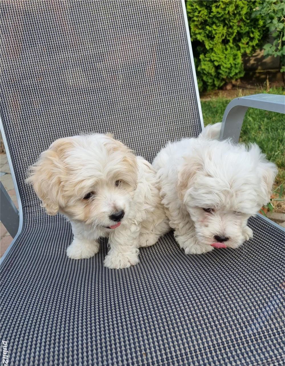 Vând puiuti de Bichon