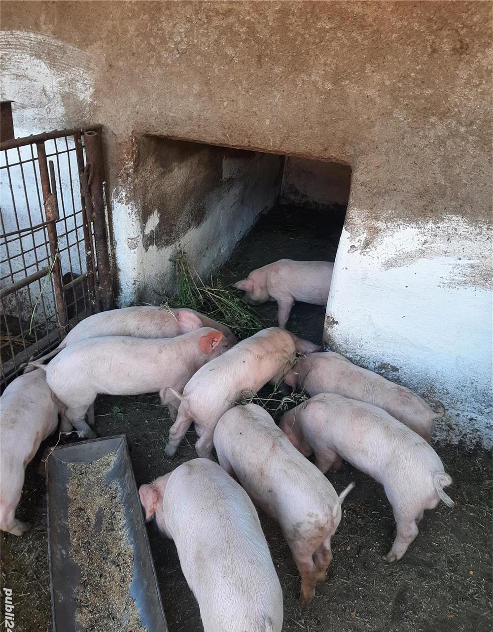 Vand purcei 6 săptămâni greutate 10-14kg