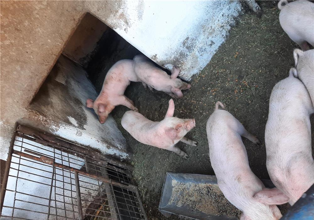 Vand purcei 6 săptămâni greutate 10-14kg