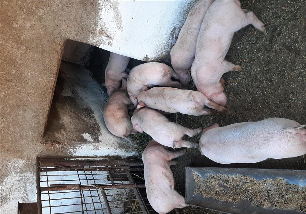 Vand purcei 6 săptămâni greutate 10-14kg