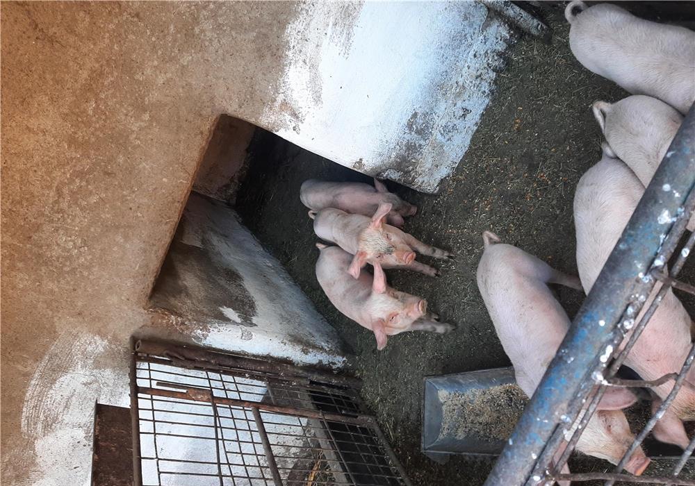 Vand purcei 6 săptămâni greutate 10-14kg