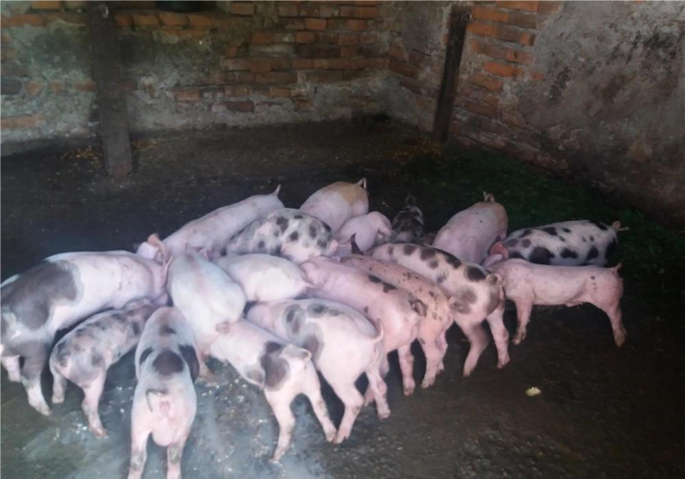 Vand purcei de 6-7 saptamani