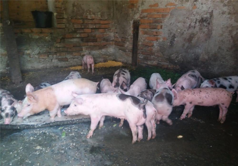 Vand purcei de 6-7 saptamani