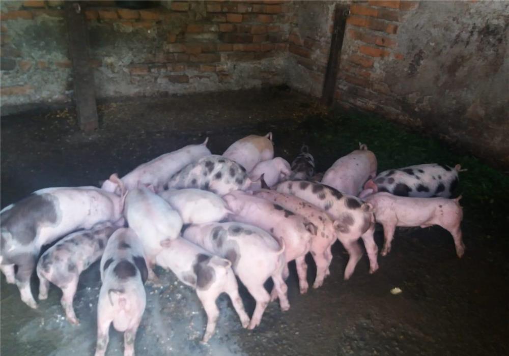 Vand purcei de 6-7 saptamani